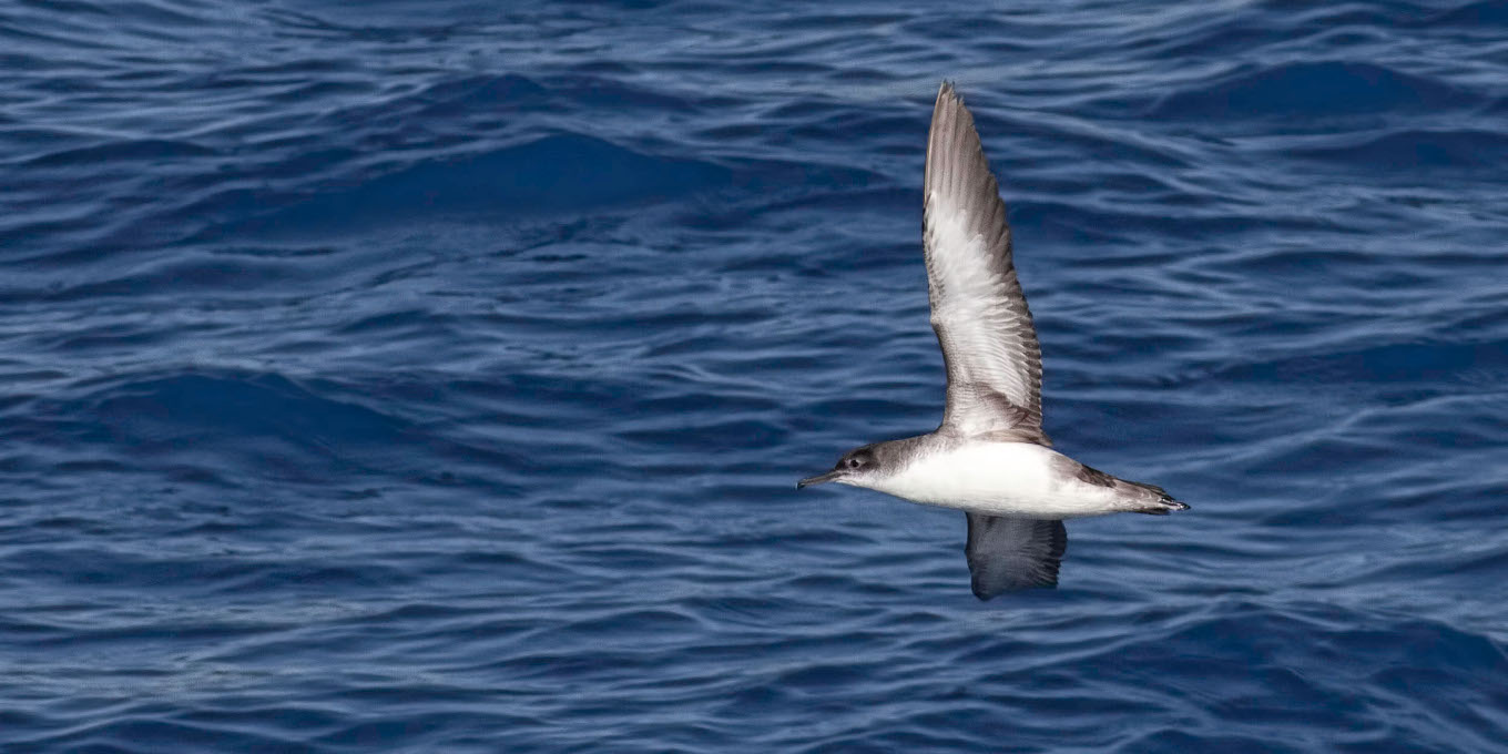 LIFE Espèces Marines Mobiles : Appel à manifestation d'intérêt